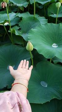 Cliente estendendo a mão em direção a um botão de flor de lótus em meio a grandes folhas verdes, representando conexão com a natureza - Pelicano Azul